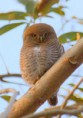 /album/some-overseas-trips/asian-barred-owlet-3-corbett-park-jpg/